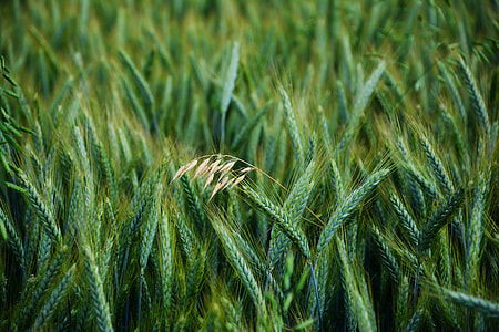 green wheat field during daytime thumbnail
