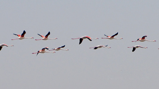 flock of birds flying in the sky thumbnail