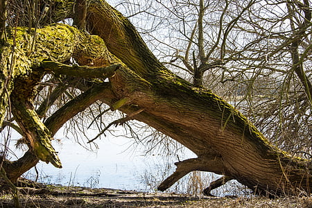 algae on brown withered tree thumbnail