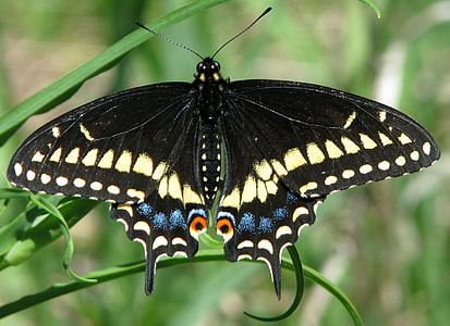 Eastern Black Swallowtail thumbnail