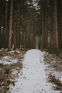 white sand between trees during daytime thumbnail