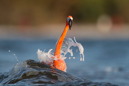 orange bird on water surface thumbnail
