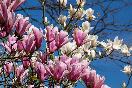 pink and white flowers under blue sky thumbnail