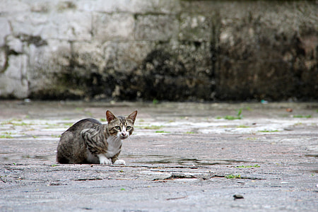 short-haired white and gray cat on gray concrete pavement thumbnail
