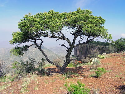 green leafed tree near cliff thumbnail