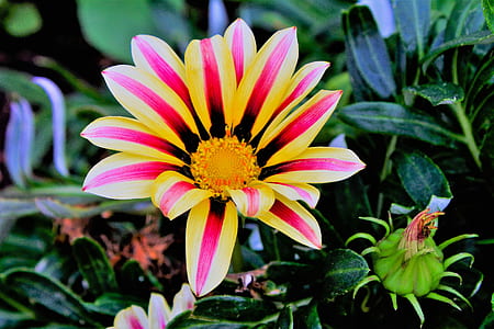 pink and yellow flowers thumbnail