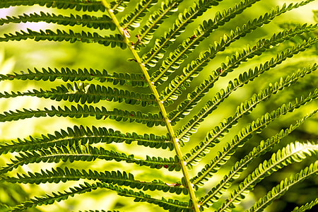 close-up photo of green fern leaf thumbnail