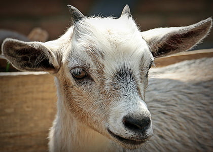 selective focus photography of white goat thumbnail