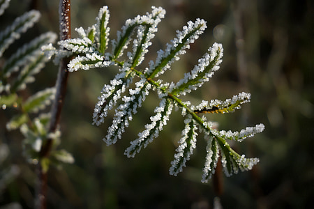 selective focus photo of white petaled flowers thumbnail