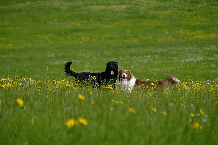 two dogs on grass field thumbnail