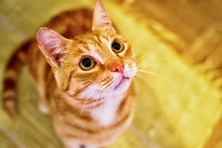 selective focus photograph of orange tabby cat thumbnail