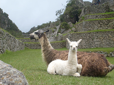 white and brown llamas sitting on grass thumbnail