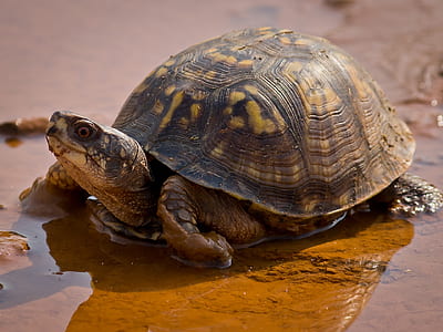 close-up photo of brown turtle thumbnail