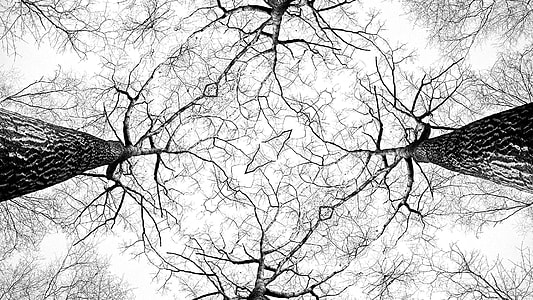 low-angle photography of trees thumbnail