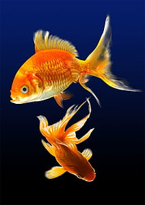 two red gold fish thumbnail