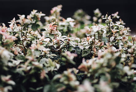 depth of field photography of plants thumbnail