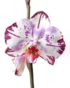white and purple orchid flower in close-up photography thumbnail