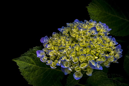 close up phtography of yellow and purple cluster petaled flowers thumbnail