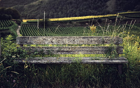 gray wooden bench on grass field thumbnail