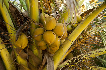 food, plant, tree, palm thumbnail
