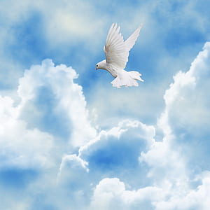 white dove flying on the sky thumbnail