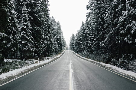gray pave road near trees thumbnail