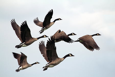 mallard ducks flying on air thumbnail