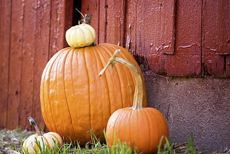 selective focus photography of orange pumpkin thumbnail