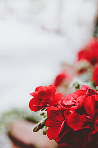 Photo of Red Flowers thumbnail