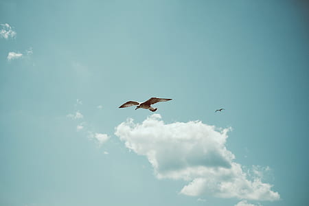 brown bird near white cloud during daytime thumbnail