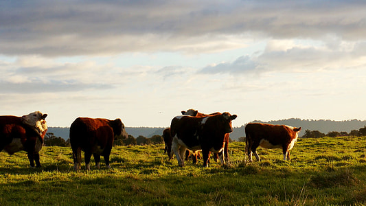 herd of brown-and-white cattle thumbnail