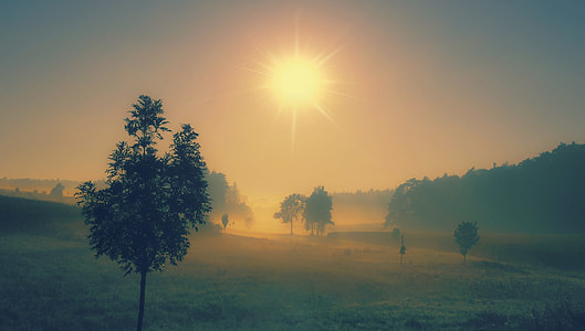 trees during golden hour thumbnail