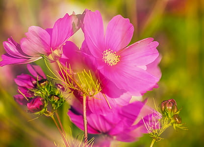 pink cosmos flowers in bloom at daytime thumbnail