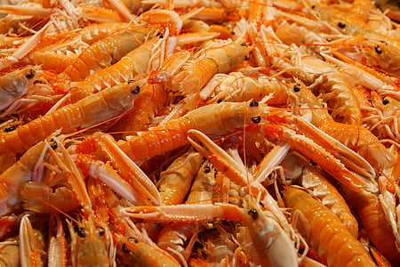 shrimp lot thumbnail