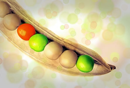 green, red, and brown beans illustration thumbnail