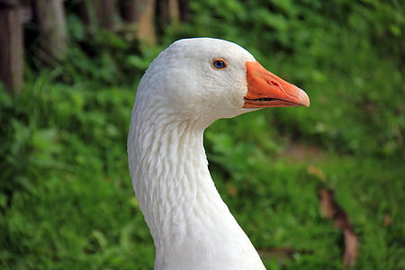 focus photo of white domestic goose thumbnail