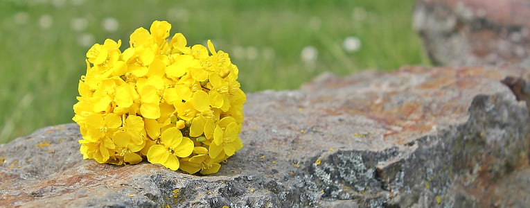 yellow petaled flowers on gray and brown concrete surface thumbnail