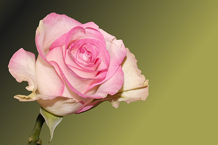 selective focus photography of pink rose thumbnail
