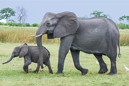 two black elephants walking in the green field thumbnail