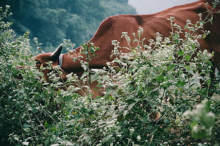 brown cattle eating grass during daytime thumbnail