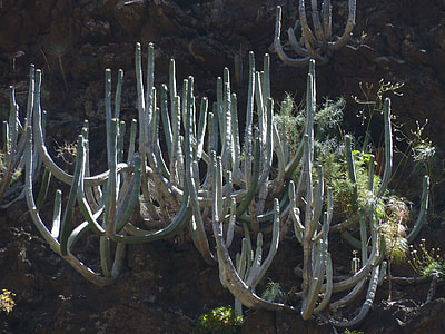 Canarian Spurge, Plant thumbnail