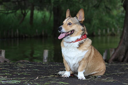 Pembroke Welsh Corgi Photography thumbnail