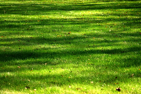 green grass field thumbnail