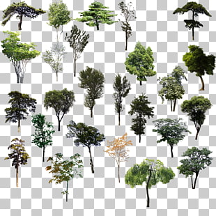 Tree Adobe Illustrator, Trees psd material, variety of trees PNG clipart