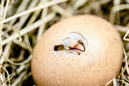 hatching egg on nest thumbnail