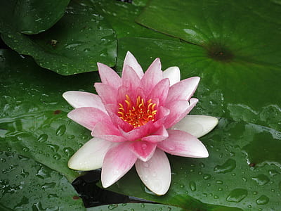pink flower thumbnail
