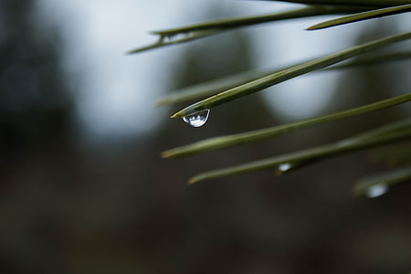 selective focus photography of drop water on green plant thumbnail