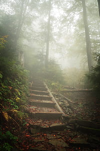 photograph of concrete stairs between trees thumbnail