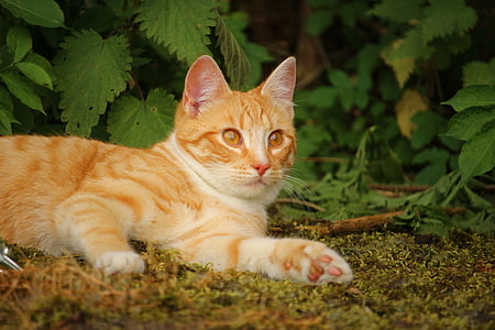 orange tabby cat thumbnail
