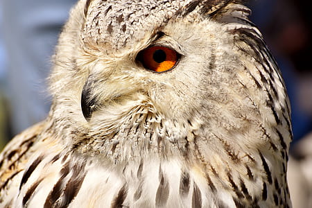 macro shot photography of owl thumbnail